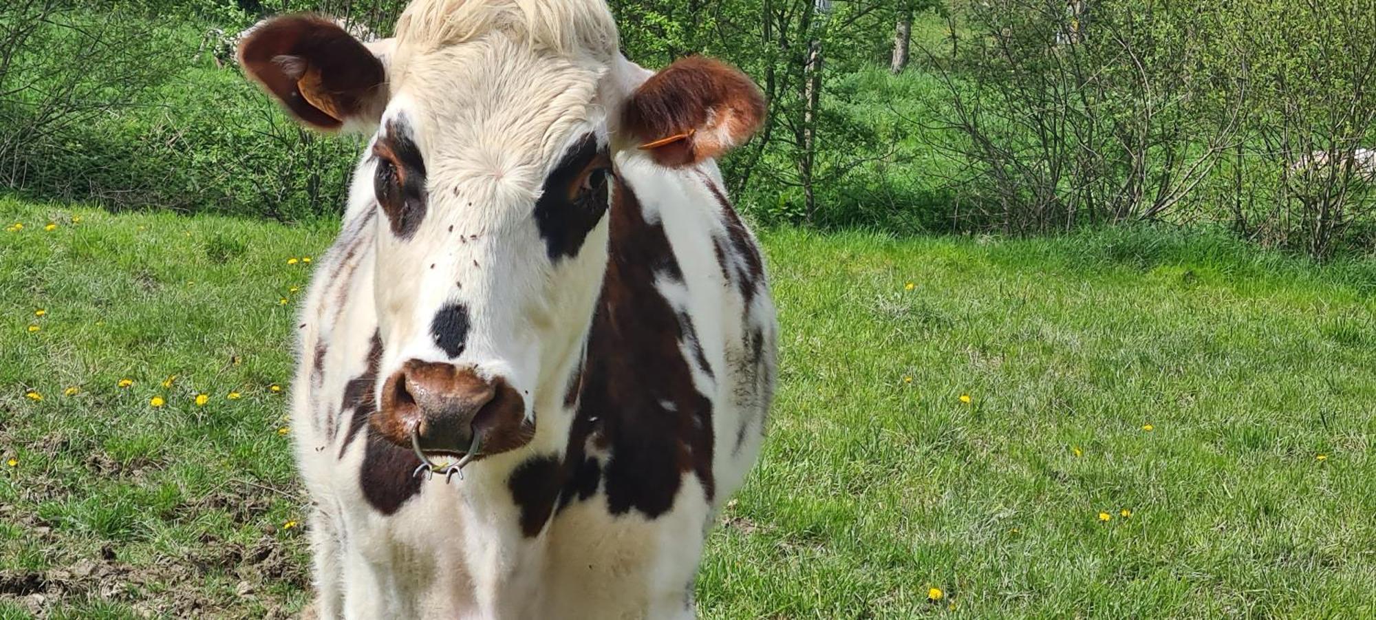 Вілла Roulotte A La Ferme Buissonniere La Lande-de-Louge Екстер'єр фото